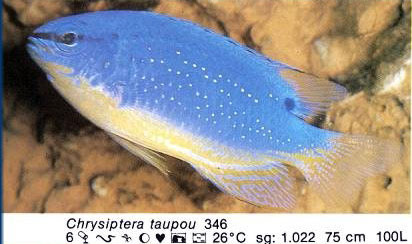 Chrysiptera taupou